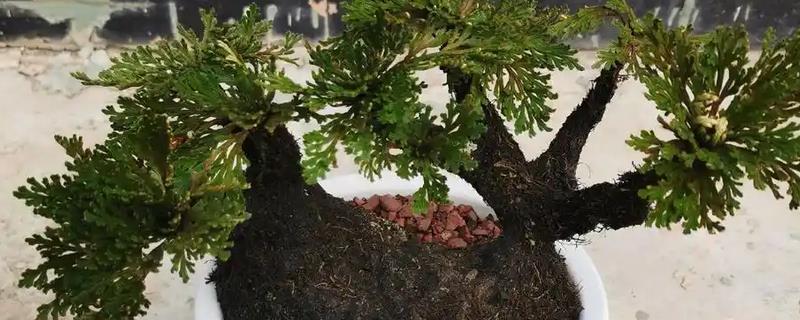 种植卷柏的方法，生长期间要补充大量的水分