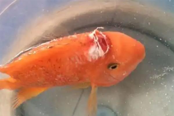 鹦鹉鱼患病怎么办，隔离病鱼后根据病因采取对应措施
