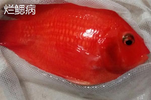 鹦鹉鱼患病怎么办，隔离病鱼后根据病因采取对应措施