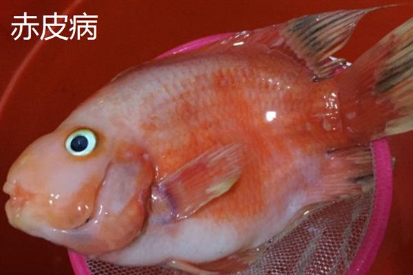 鹦鹉鱼患病怎么办，隔离病鱼后根据病因采取对应措施