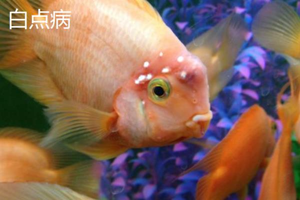 鹦鹉鱼患病怎么办，隔离病鱼后根据病因采取对应措施