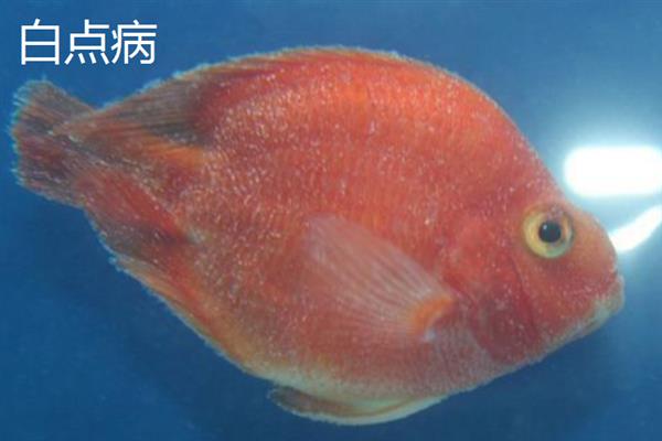 鹦鹉鱼患病怎么办，隔离病鱼后根据病因采取对应措施