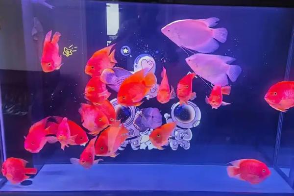 鹦鹉鱼患病怎么办，隔离病鱼后根据病因采取对应措施