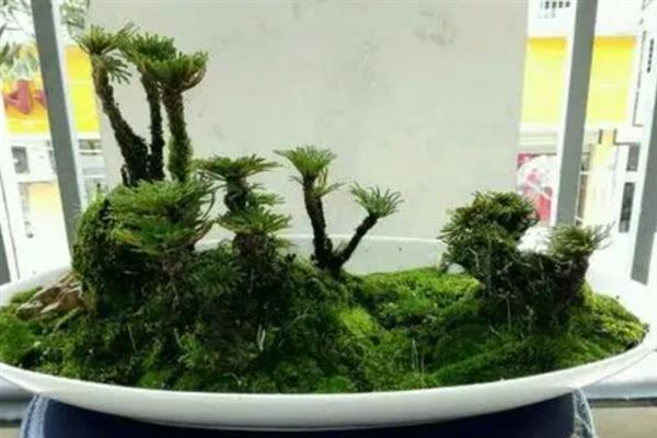种植卷柏的方法，生长期间要补充大量的水分