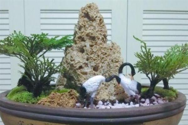 种植卷柏的方法，生长期间要补充大量的水分