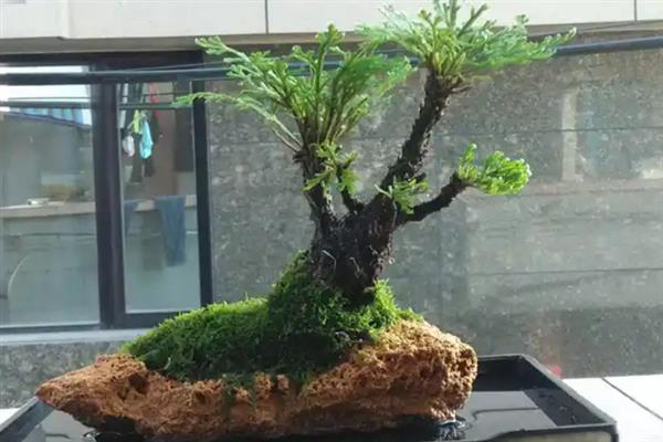 种植卷柏的方法，生长期间要补充大量的水分