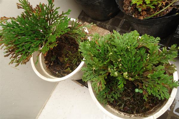 种植卷柏的方法，生长期间要补充大量的水分
