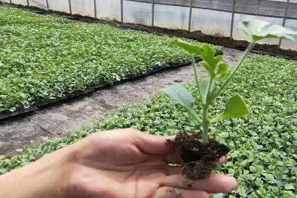 西瓜苗期的管理技术，适当通风可确保幼苗健壮生长