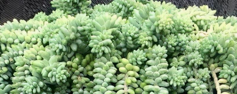 黄花新月能否养在室内，植株无毒可在室内养护