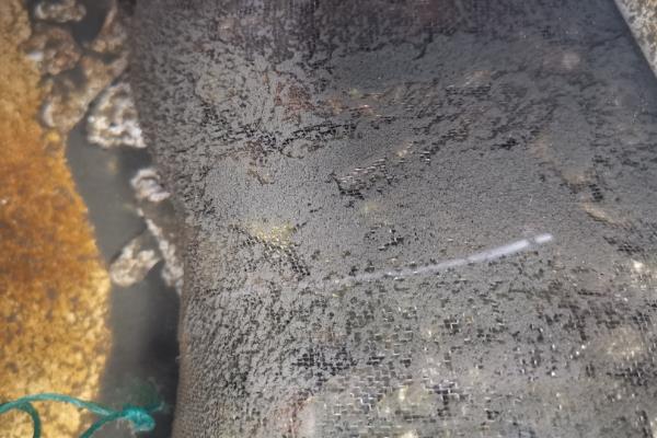 硝化菌的培养方法，温度需控制在5-35℃