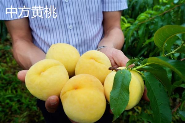湖南有什么出名的黄桃产区，炎陵黄桃、麻阳黄桃等品种有很高的知名度