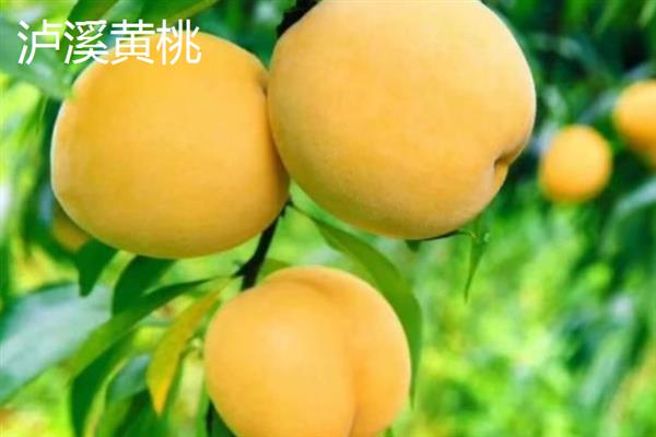 湖南有什么出名的黄桃产区，炎陵黄桃、麻阳黄桃等品种有很高的知名度