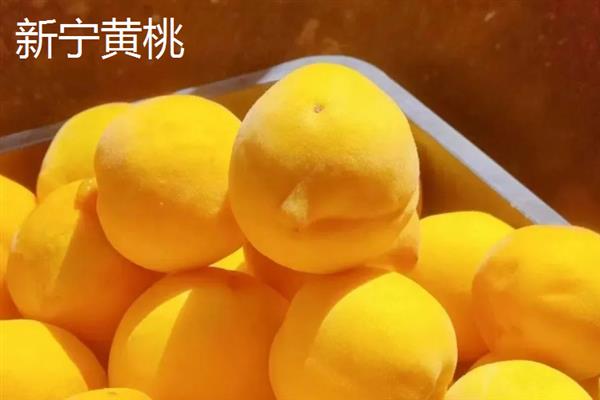 湖南有什么出名的黄桃产区，炎陵黄桃、麻阳黄桃等品种有很高的知名度