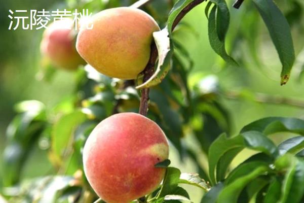 湖南有什么出名的黄桃产区，炎陵黄桃、麻阳黄桃等品种有很高的知名度