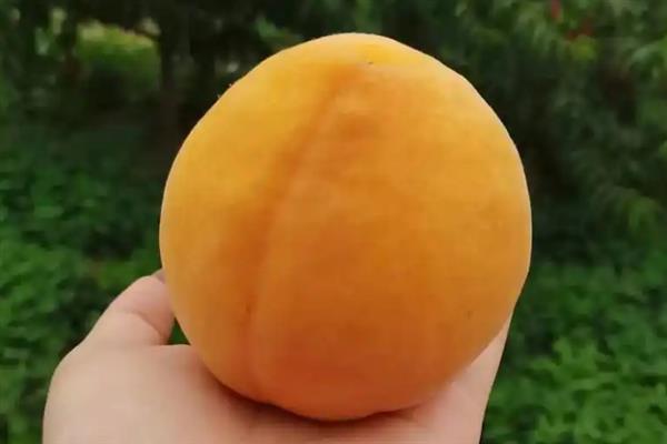 湖南有什么出名的黄桃产区，炎陵黄桃、麻阳黄桃等品种有很高的知名度