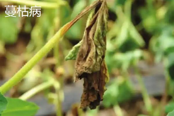 吊瓜怎么种植，用多菌灵浸种后再晾干播种