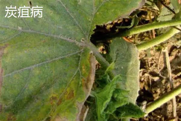 吊瓜怎么种植，用多菌灵浸种后再晾干播种