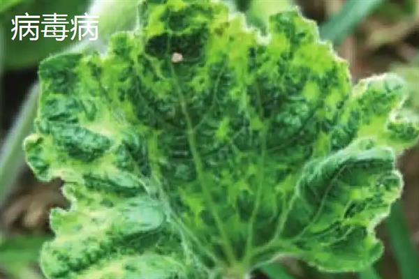 吊瓜怎么种植，用多菌灵浸种后再晾干播种