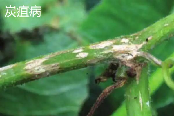 吊瓜怎么种植，用多菌灵浸种后再晾干播种