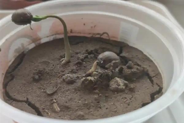 释迦果的种子用盆栽种能否结果，一般经过2-3年左右就能结出果实
