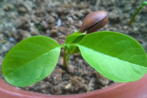释迦果的种子用盆栽种能否结果，一般经过2-3年左右就能结出果实