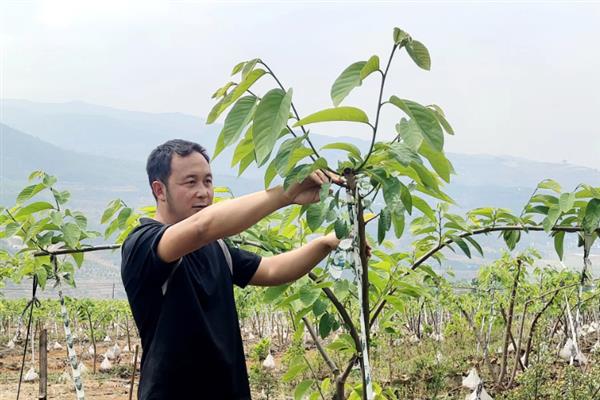 释迦果的种子用盆栽种能否结果，一般经过2-3年左右就能结出果实