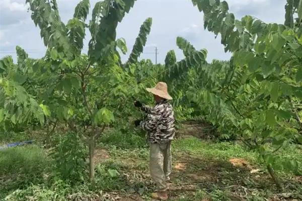 释迦果的种子用盆栽种能否结果，一般经过2-3年左右就能结出果实
