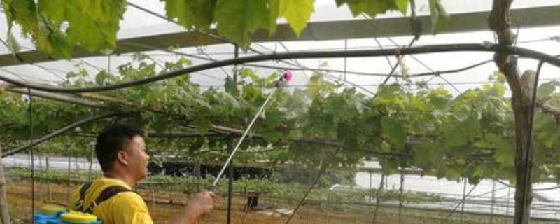 硼肥过量如何补救，可根据情况增施氮肥缓解肥害