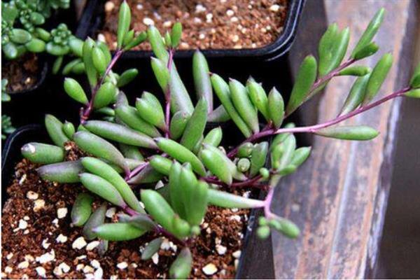 黄花新月能否养在室内，植株无毒可在室内养护