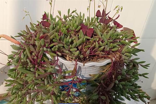 黄花新月能否养在室内，植株无毒可在室内养护