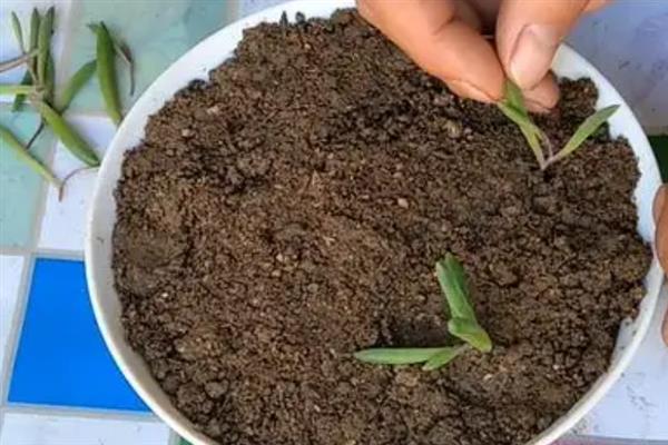 黄花新月能否养在室内，植株无毒可在室内养护