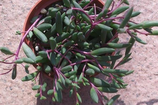 黄花新月能否养在室内，植株无毒可在室内养护