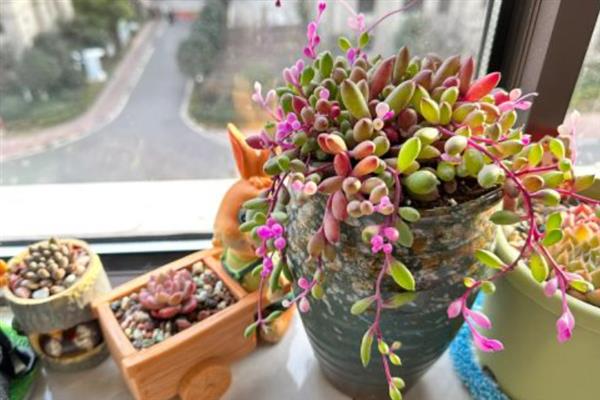 黄花新月能否养在室内，植株无毒可在室内养护