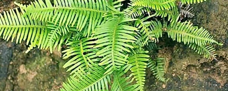 蜈蚣草简介，株高一般30-60厘米