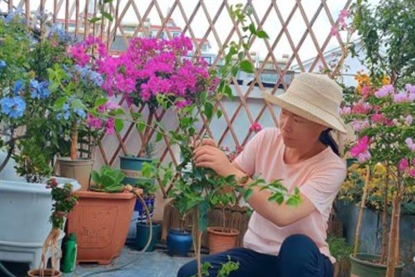 夏季修剪三角梅的方法，要剪除枯黄枝、病弱枝和虫害枝