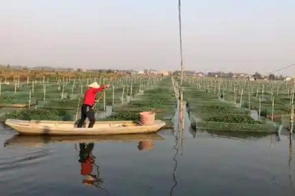 黄鳝很难养殖的原因，一般是种苗难以选择、技术难以解决等因素造成