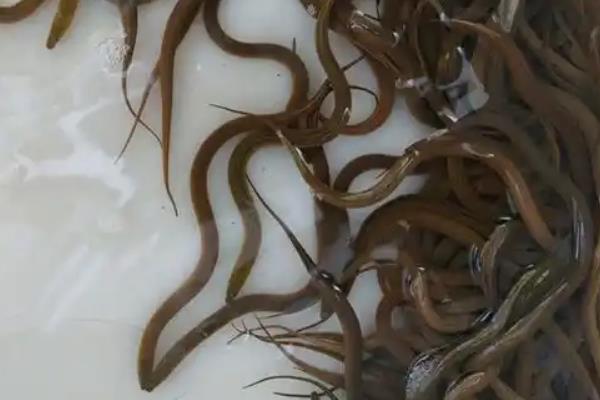黄鳝很难养殖的原因，一般是种苗难以选择、技术难以解决等因素造成