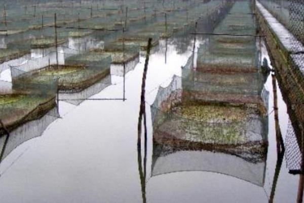 黄鳝很难养殖的原因，一般是种苗难以选择、技术难以解决等因素造成