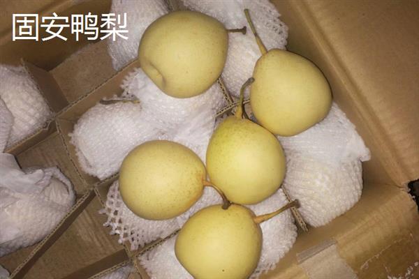 河北固安的特产，有矿泉水、油酥饽饽、胡记烧鸡等