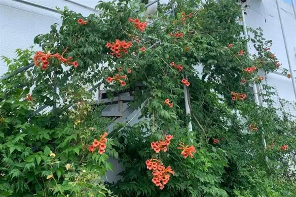 凌霄花的寓意，寓意慈母之爱、志存高远等