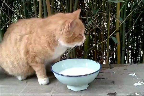 幼猫的肚子为什么变得圆鼓鼓，吃得太多、感染寄生虫、患上猫传腹均会导致