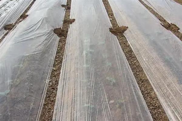 大棚地膜覆盖误区，地膜覆盖时切记不要紧靠在蔬菜茎秆