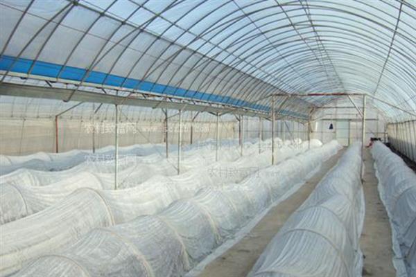大棚地膜覆盖误区，地膜覆盖时切记不要紧靠在蔬菜茎秆