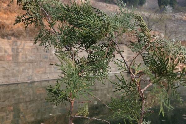 各地的清明节有什么习俗，不同地区的习俗有区别