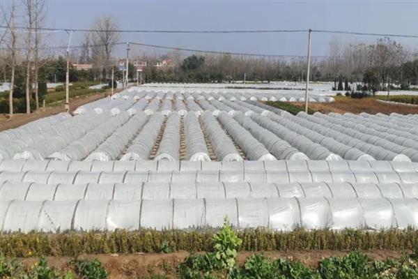 大棚地膜覆盖误区，地膜覆盖时切记不要紧靠在蔬菜茎秆