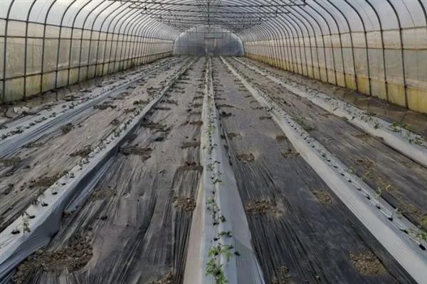 大棚地膜覆盖误区，地膜覆盖时切记不要紧靠在蔬菜茎秆