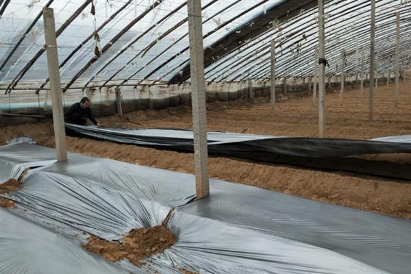 大棚地膜覆盖误区，地膜覆盖时切记不要紧靠在蔬菜茎秆