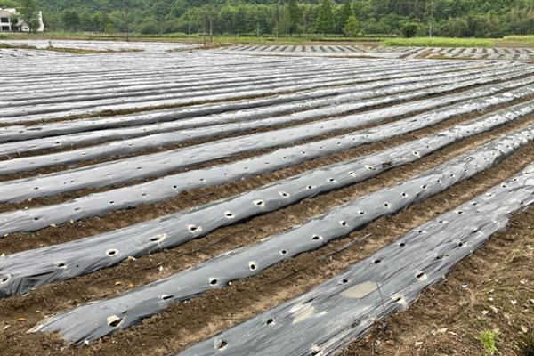 大棚地膜覆盖误区，地膜覆盖时切记不要紧靠在蔬菜茎秆