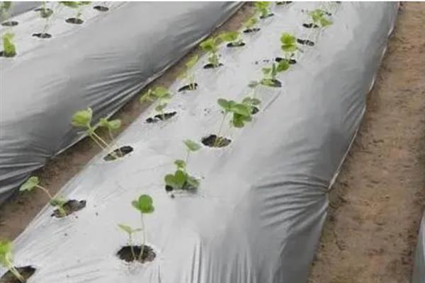 大棚地膜覆盖误区，地膜覆盖时切记不要紧靠在蔬菜茎秆