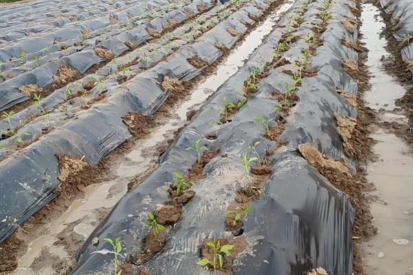大棚地膜覆盖误区，地膜覆盖时切记不要紧靠在蔬菜茎秆